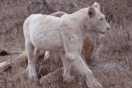 Older Albino Cub